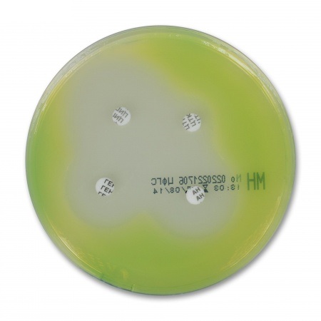 Товар: Агар Мюллера-Хинтона, готовый, в чашке Петри 10 шт